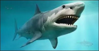 Le requin est un mammifère :