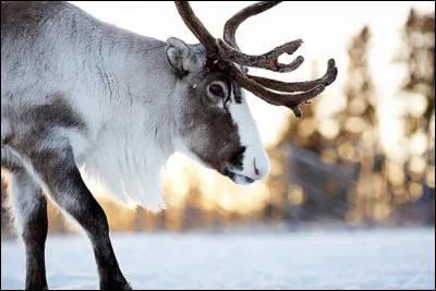 Lequel est réputé pour avoir des rennes parmi ses animaux ?