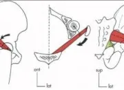 Quiz Rvisions au cycle 4 : anatomie S1