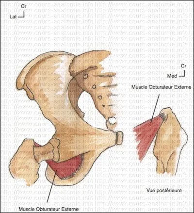 Quelle est l'action dynamique de l'obturateur interne ?