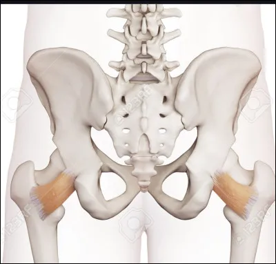 Quelle est l'action du carré fémoral ?