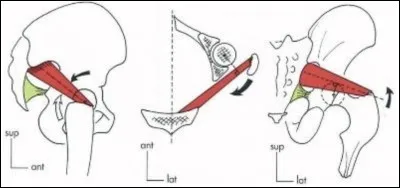 Quelle est l'origine du piriforme ?