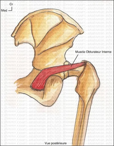 Quelle est l'origine du muscle obturateur interne ?