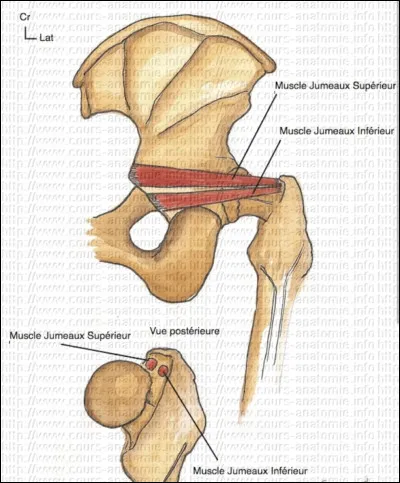 Quelle est la terminaison des jumeaux supérieurs et inférieurs ?