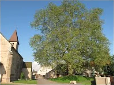 Nous faisons une halte près de ce platane, à coté de l'église de Préty. Village Saône-et-Loirien, il se situe dans l'ex région ...