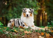 Quiz Connais-tu bien les races de chiens ?