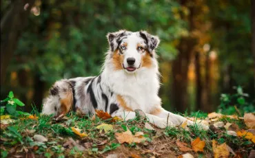 Quiz Races de chiens
