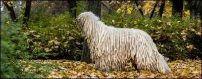 Quelle est la race de ce chien au poil cordé ?