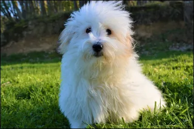 Quelle est la race de ce chiot ?