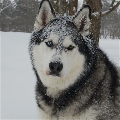 Quelle est la race de ce chien nordique ?