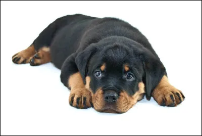 Quelle est la race de ce chien ?