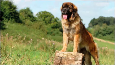 Quelle est la race de chien ?