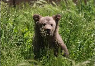 Si pour nous, les gens de l'hémisphère nord, nous avons l'étoile polaire pour nous indiquer le nord, dans quelle constellation se trouve-t-elle ?