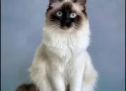 Quiz Les races de chats autrement