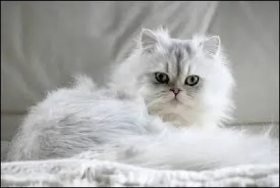 Si le chinchilla n'est pas un chat, qu'est-il ?