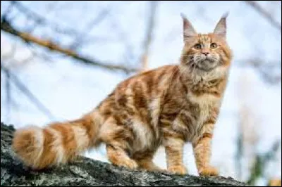 Quelle ville est la capitale de l'&Eacute;tat du Maine ?