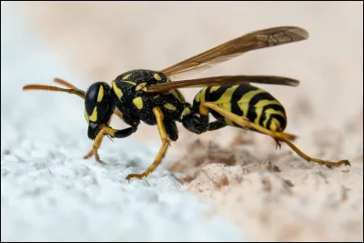 Accomplissement d'un travail "édifiant" !