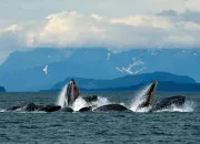 Test Quelle image de baleine vas-tu obtenir ?