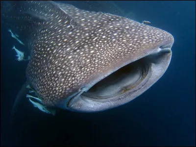 Aimes-tu les baleines ?