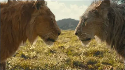 Pourquoi Scar a-t-il trahi Mufasa ?