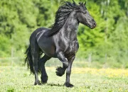 Test Quelle est la personnalit de ton cheval ?