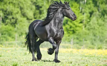 Quiz Test de personnalit