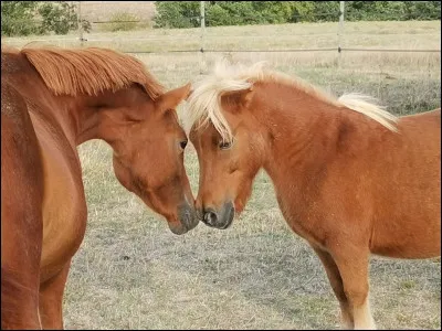 Comment ton cheval réagit-il avec des chevaux qu'il ne connaît pas ?