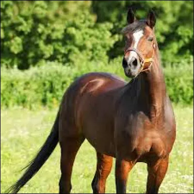 Comment ton cheval réagit-il lorsque tu l'emmènes dans un endroit inconnu ?