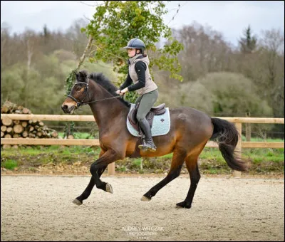 Comment se comporte ton cheval quand tu le montes ?