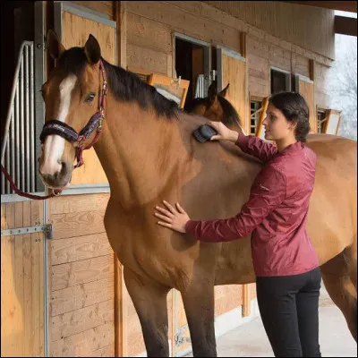 Comment se comporte ton cheval quand tu t'occupes de lui ?
