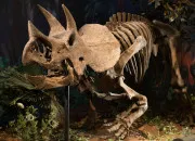 Quiz Dinosaure ou plante de ''Star Wars'' ?