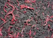 Quiz Vieux franais (122)