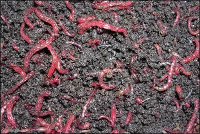 Qu'est-ce qu'un ancheau ?