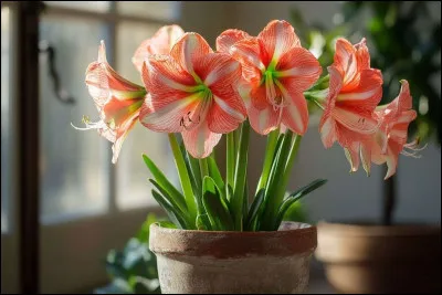 Ces fleurs seront un cadeau aux couleurs consacr&eacute;es &agrave; cette f&ecirc;te, par les Am&eacute;ricains ! Quel est leur nom ?