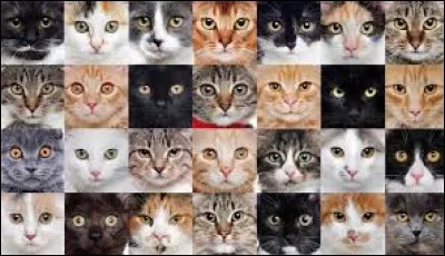 Quel est ton pelage pr&eacute;f&eacute;r&eacute; ?