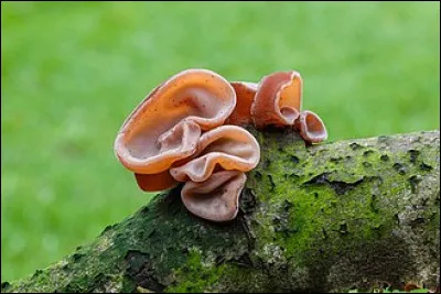 De quel personnage biblique les oreilles ont-elles donné leur nom à ce champignon ?