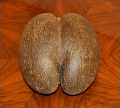 De quel pays le coco-fesse est-il originaire ?