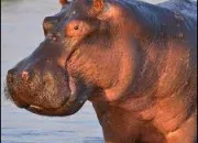 Quiz Quiz de rapidit sur les animaux