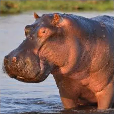 Quel est cet animal ?