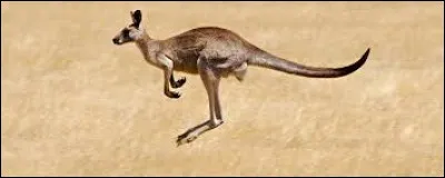 Quel est cet animal ?