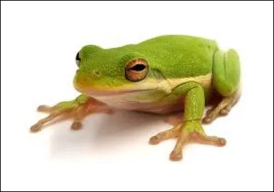 Quel est cet animal ?