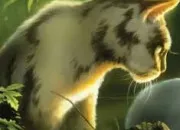 Quiz Quiz Plume Sombre