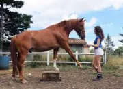 Test Quelle cha�ne �questre YouTube dois-tu suivre ?