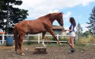 Quiz Test de personnalit�