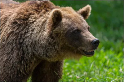 Quel est cet animal ?