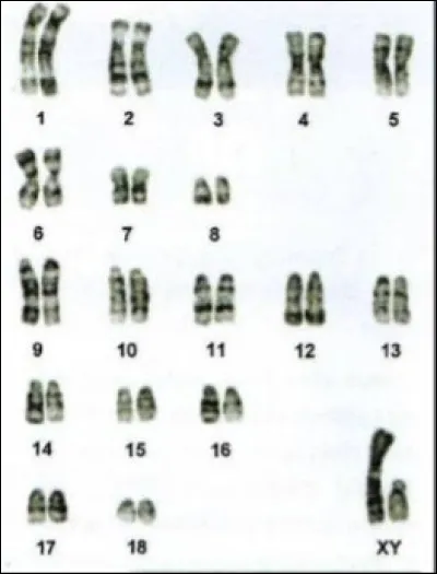 Quel est le nom scientifique de ce document ?