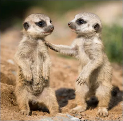 Quel est le nom du petit mammifère carnivore qui vit dans les espaces désertiques du sud de l'Afrique ?