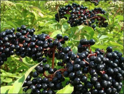 Quel est le nom de la plante herbacée aux baies noires ?