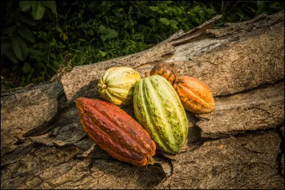 Comment se nomme le fruit du cacaoyer ?