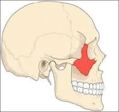 Comment s'appelle l'os qui forme la saillie de la pommette ?